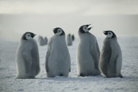 Penguin chicks